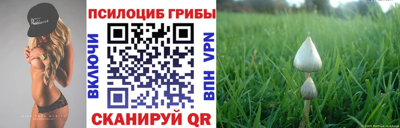 где найти   Сафоново  Псилоцибиновые грибы Psilocybe 